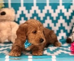 Small Photo #5 Labradoodle Puppy For Sale in CLAY, PA, USA