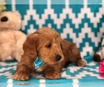 Small #4 Labradoodle