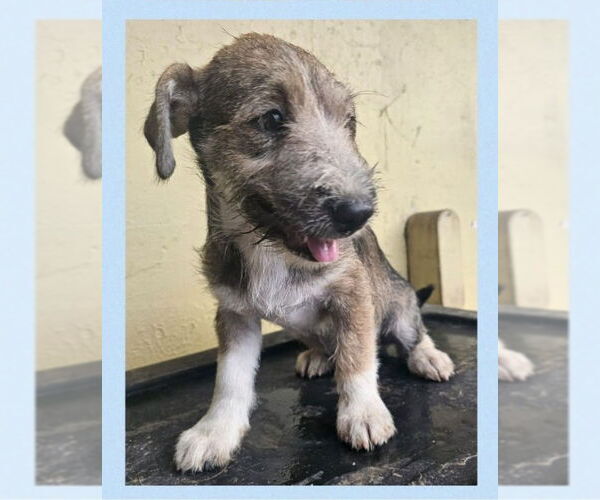 Medium Photo #6 Jack Russell Terrier-Unknown Mix Puppy For Sale in Virginia Beach, VA, USA