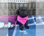 Puppy Franki Poodle (Toy)-Yorkshire Terrier Mix