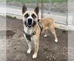 Small Akita