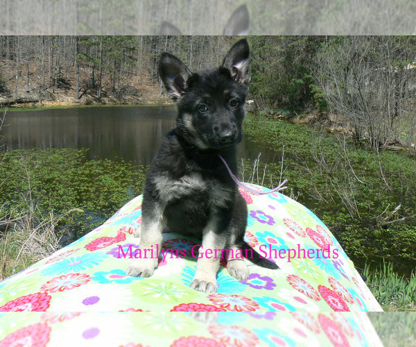 Medium Photo #4 German Shepherd Dog Puppy For Sale in PIEDMONT, MO, USA