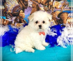 Maltese Puppy for sale in WINNSBORO, LA, USA