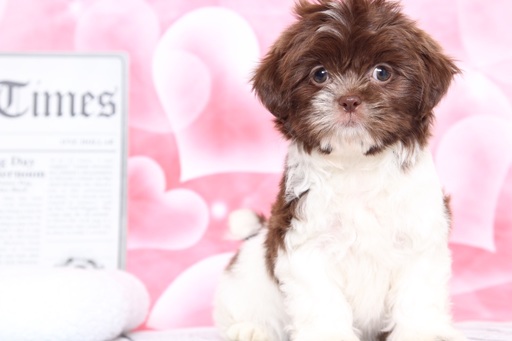 Medium Photo #1 Shih Tzu Puppy For Sale in BEL AIR, MD, USA