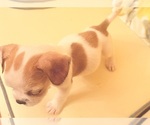 Small #1 Engatzu Spaniel-Frenchie Pug Mix