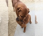 Small Photo #90 Rhodesian Ridgeback Puppy For Sale in MORONGO VALLEY, CA, USA