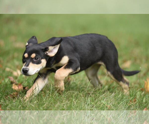 Medium Photo #3 Australian Shepherd-Unknown Mix Puppy For Sale in Mechanicsburg, PA, USA