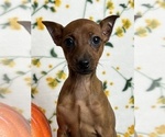 Small Photo #1 Miniature Pinscher Puppy For Sale in MARTINSVILLE, IN, USA