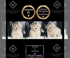 Maltipoo Puppy for sale in WARSAW, IN, USA