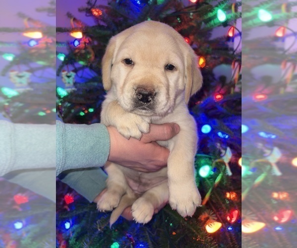 Medium Photo #4 Labrador Retriever Puppy For Sale in FAYETTEVILLE, OH, USA