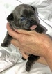 Small Photo #4 French Bulldog Puppy For Sale in COURTLAND, AL, USA