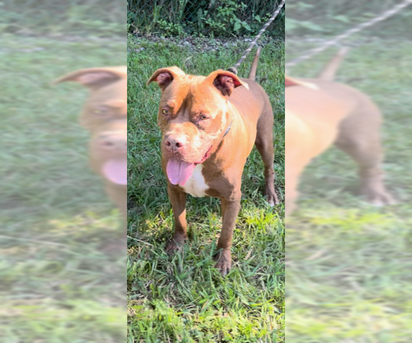 Medium Photo #3 American Pit Bull Terrier Puppy For Sale in Weston, FL, USA