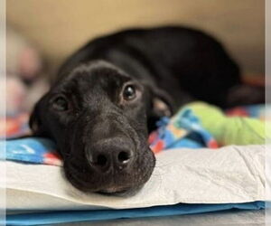 Labrador Retriever-Unknown Mix Dogs for adoption in New York, NY, USA