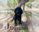 Small Photo #4 Labradoodle Puppy For Sale in BUFFALO GAP, TX, USA