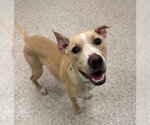 KODA - Female Mutt Dog for Adoption - Small photo