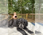 Small Photo #4 Border Collie-Goldendoodle Mix Puppy For Sale in BLUE RIDGE, GA, USA