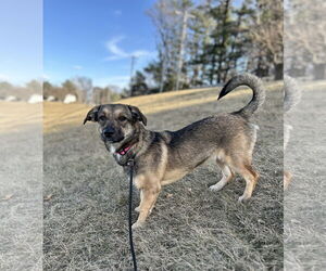 Basset Hound-Unknown Mix Dogs for adoption in Lincoln, NE, USA