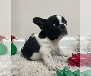 French Bulldog Puppy for sale in JOHNS ISLAND, SC, USA