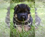 Small Photo #2 German Shepherd Dog Puppy For Sale in MAPLE GROVE, MN, USA