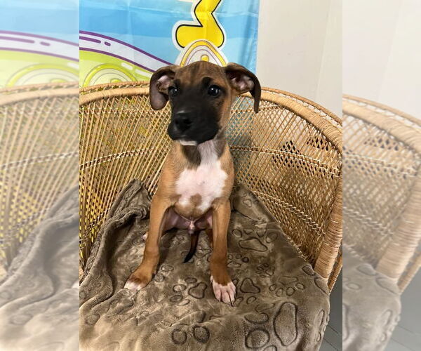 Medium Photo #5 Boxer-Greater Swiss Mountain Dog Mix Puppy For Sale in Stanwood, WA, USA