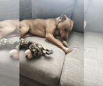 Small #4 American Pit Bull Terrier Mix