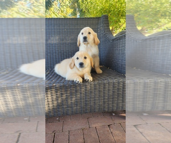 Medium Photo #1 Golden Retriever Puppy For Sale in ELVERTA, CA, USA