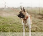 Small #8 Akita-German Shepherd Dog Mix