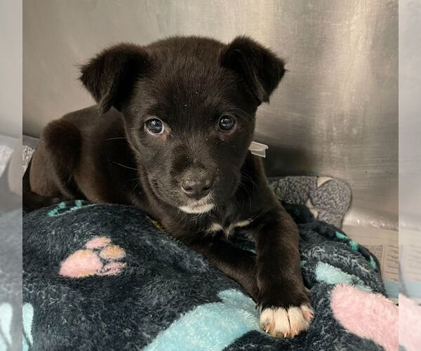 Medium Photo #1 Labrador Retriever-Unknown Mix Puppy For Sale in Lakewood, CO, USA