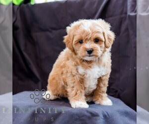Poodle (Toy)-Zuchon Mix Puppy for sale in NEWVILLE, PA, USA