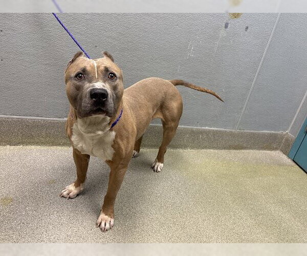 Medium Photo #1 Mutt Puppy For Sale in Las Vegas, NV, USA