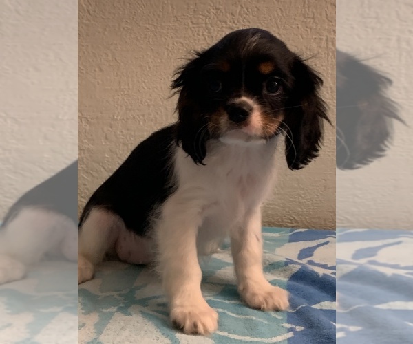 Medium Photo #4 Cavalier King Charles Spaniel Puppy For Sale in FOLSOM, CA, USA