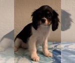 Small #3 Cavalier King Charles Spaniel