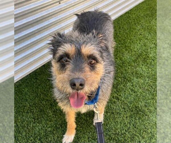 Medium Photo #2 Mutt Puppy For Sale in Las Vegas, NV, USA