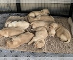Small #18 Golden Retriever