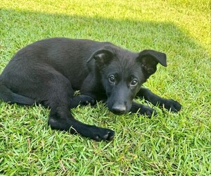 Medium German Shepherd Dog
