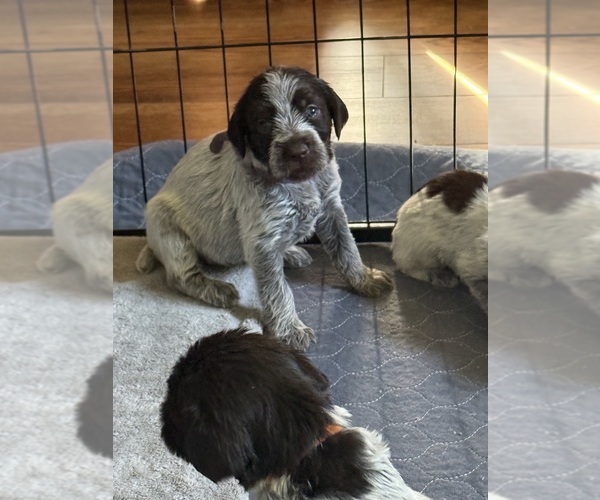Medium Photo #5 Wirehaired Pointing Griffon Puppy For Sale in CADYVILLE, NY, USA