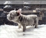Small #1 French Bulldog