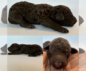 Poodle (Standard) Puppy for sale in BROOKER, FL, USA