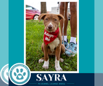 Small #4 Labrador Retriever Mix