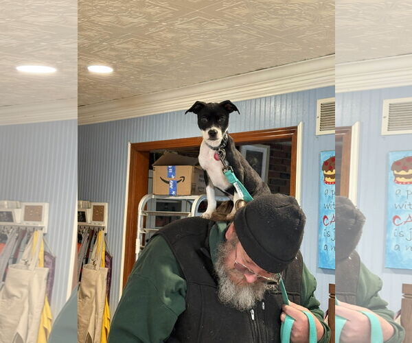 Medium Photo #3 Boston Terrier-Unknown Mix Puppy For Sale in Overland Park, KS, USA