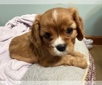 Small #11 Cavalier King Charles Spaniel