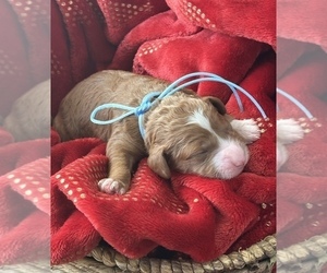 Goldendoodle (Miniature) Puppy for sale in SAINT MARYS, KS, USA