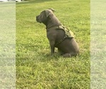 Small Photo #1 American Pit Bull Terrier Puppy For Sale in PHILADELPHIA, PA, USA
