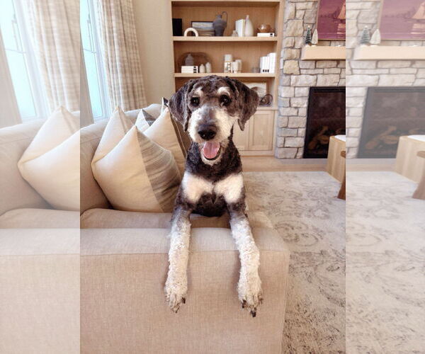 Medium Photo #1 Poodle (Standard)-Unknown Mix Puppy For Sale in Duluth, MN, USA