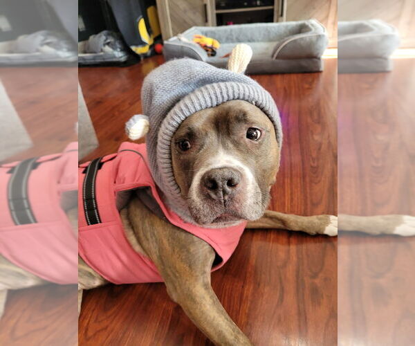 Medium Photo #5 Mutt Puppy For Sale in Brewster, NY, USA