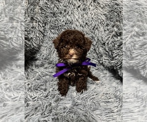 Cavapoo (Toy) Puppy for sale in JEFFERSONVILLE, IN, USA