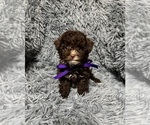 Small Cavapoo (Toy)