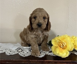 Cock-A-Poo Puppy for sale in THORP, WI, USA