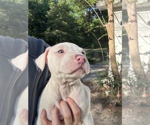 American Bully Puppy for sale in HUNTSVILLE, AL, USA