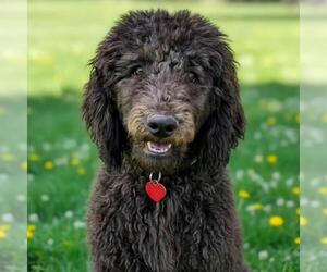 Poodle (Standard) Dogs for adoption in San Diego, CA, USA